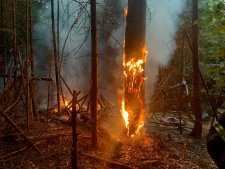  Waldbrand in Stuttgart - Weiterhin hoher Waldbrandgefahr